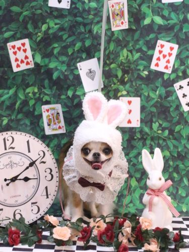 20250423プリュ―くん